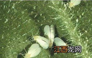 白飞虱不用药有啥偏方