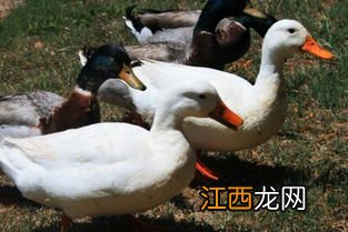 蛋鸭有什么品种