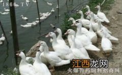 蛋鸭流感症状