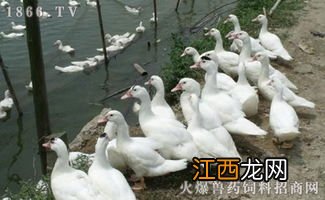 蛋鸭流感症状