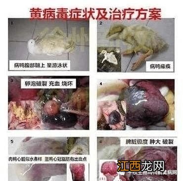 蛋鸭黄病毒什么时候打