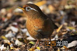 画眉雏鸟怎么饲养