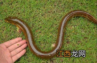 怎样辨别黄鳝洞