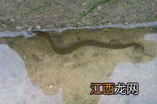 怎样辨别黄鳝洞