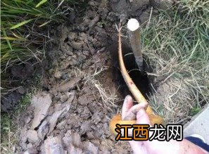 怎样辨别黄鳝洞