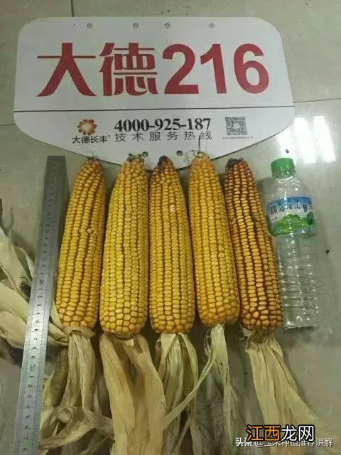 大德216玉米种子介绍