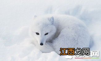 狐狸饲养方法