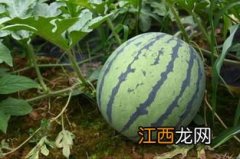 麒麟瓜亩产量多少斤