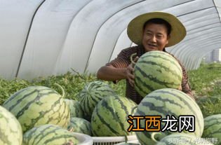 麒麟瓜亩产量多少斤