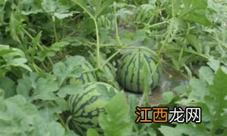 麒麟瓜和8424的区别