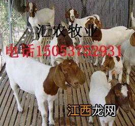 山羊养殖技术要点