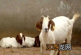波尔山羊公羊母羊配比