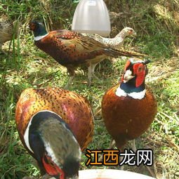 山鸡能长多少斤