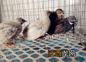 鹌鹑爱吃什么草