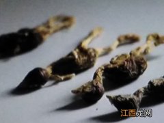 鹌鹑不吃东西怎么办