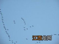 大雁排成人字形的原因是什么