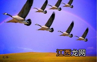 大雁什么时候往南飞