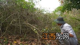 野鸡孵化多少天出壳