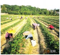 华南最大的草莓种苗繁育基地在哪里