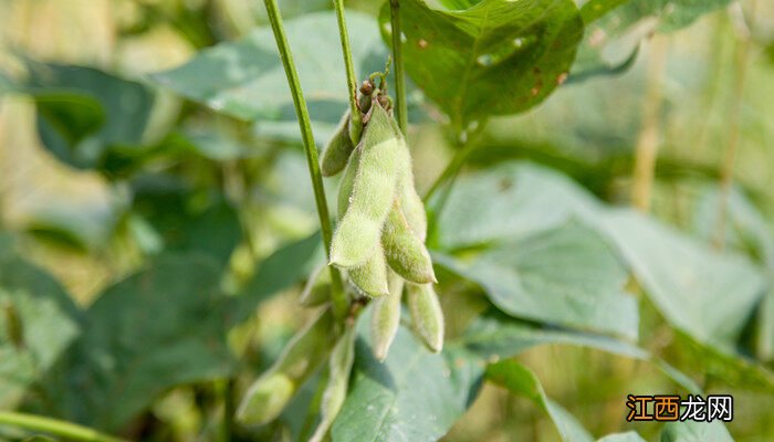 毛豆种植时间和生长期 毛豆种植技术与时间