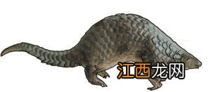 野鸡算不算野生动物