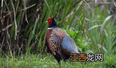 野鸡下雨天出来活动吗