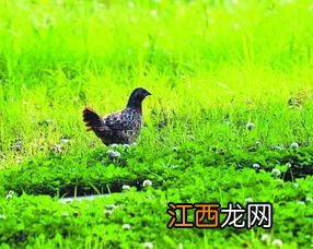 野鸡能飞多高