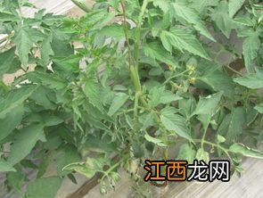 番茄溃疡病打什么药最有效