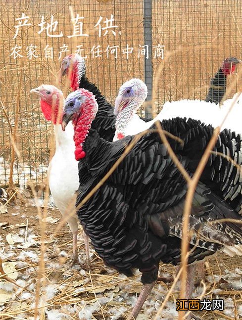 火鸡能长多少斤