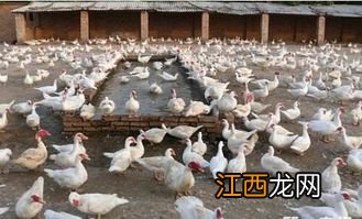 香鹑雁属特种养殖吗