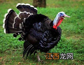 火鸡会不会吃老鼠