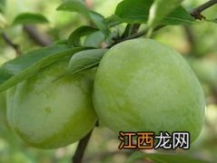 奈李是什么水果