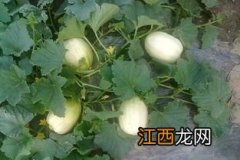 甜瓜8月份种植还行吗