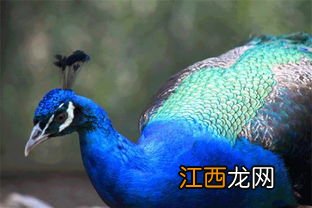 蓝孔雀喂盐有什么作用