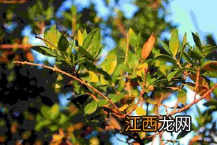 石榴树几年开花结果