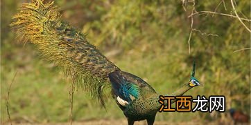 蓝孔雀能当宠物养吗