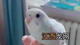 鹦鹉吃虫子吗