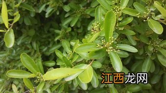 冬青是什么植物