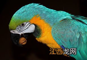 鹦鹉能吃腰果吗