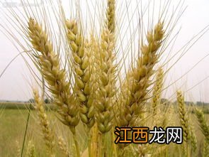 小麦属于什么植物