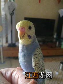 鹦鹉不停的张嘴是怎么回事