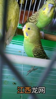 鹦鹉有寄生虫吗