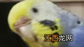 鹦鹉有寄生虫吗