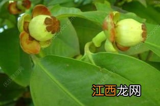 山竹成熟的季节是几月份