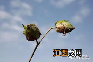 棉花长在树上还是土里