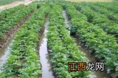 土豆开花后多久能收获土豆