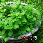 柠檬香蜂草怎么养