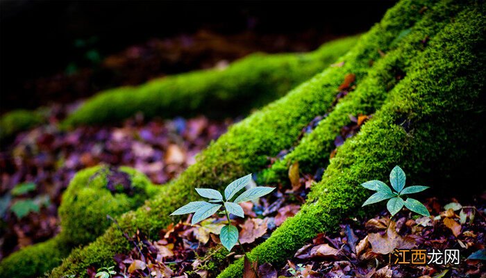 蕨类植物的特点 苔藓植物的特点