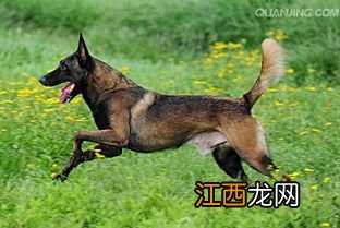 养马犬要注意什么