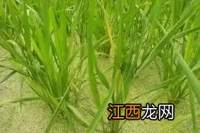 氰氟草酯除什么草